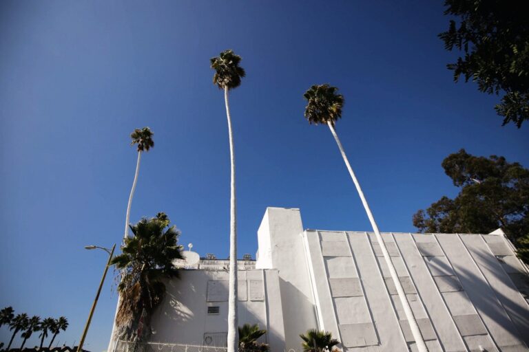 Palmiers blancs devant le Sunset Pacific Motel à Los Angeles