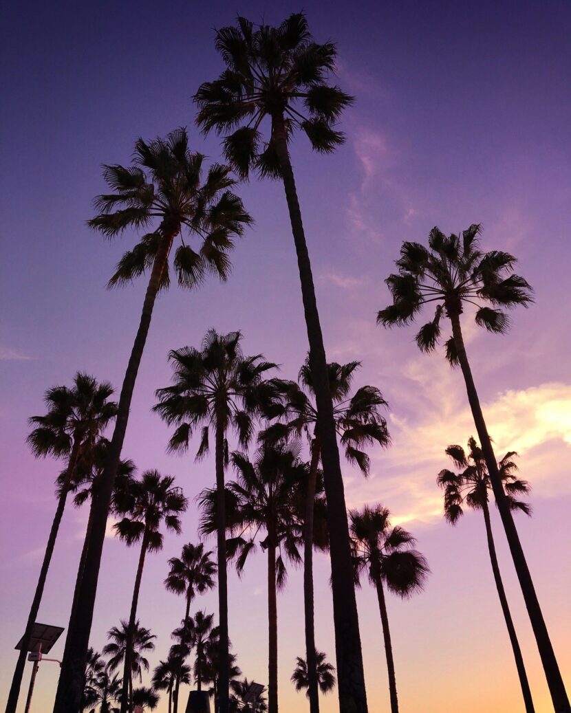 Palmiers de Venice Beach au coucher du soleil
